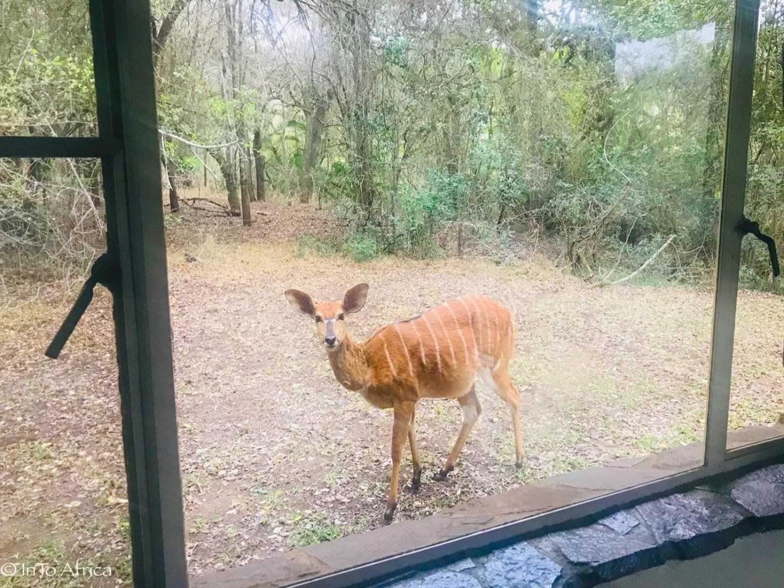 Mbuluzi Game Reserve Simunye Δωμάτιο φωτογραφία